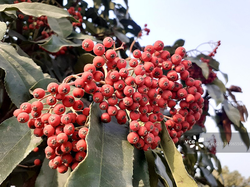 红叶石楠图片素材