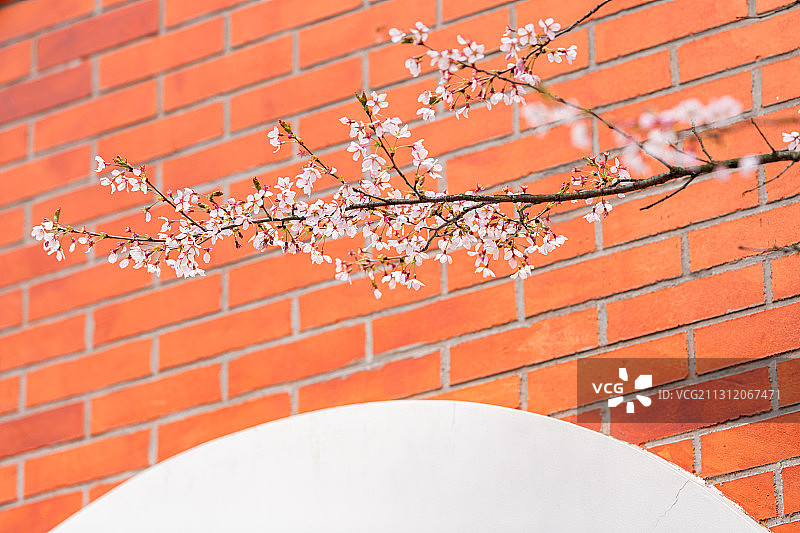 春天城市公园里盛开的日本樱花图片素材