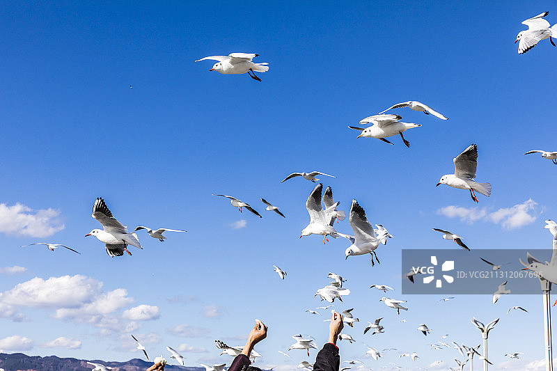 云南昆明滇池大堤，海鸥成群图片素材