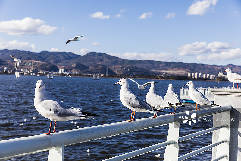 云南昆明滇池大堤，海鸥成群图片素材