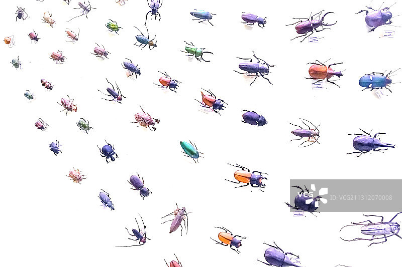 昆虫图片素材