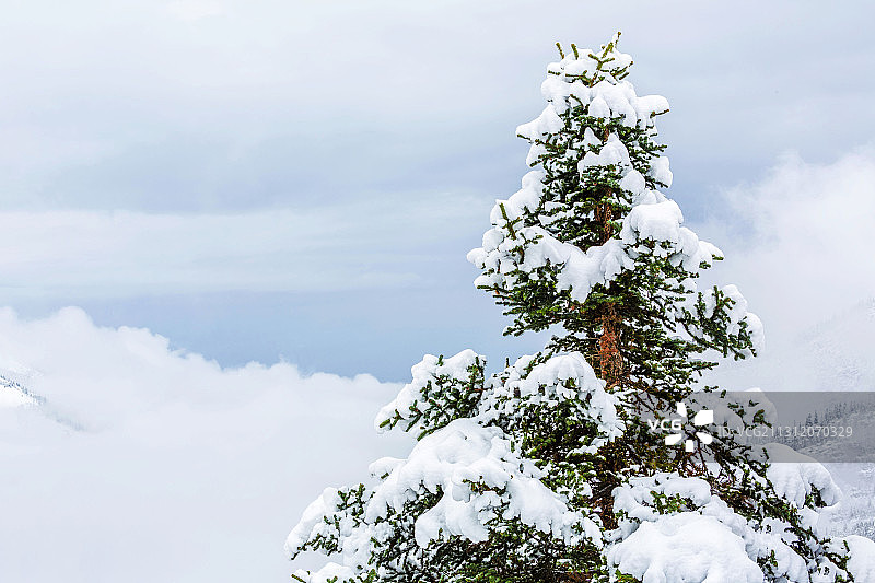 圣诞树  christmas tree图片素材