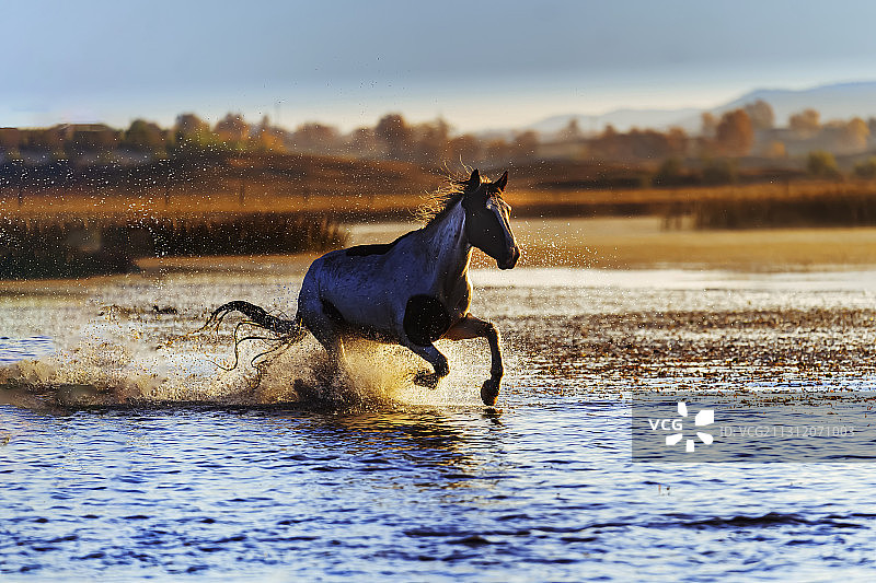清晨阳光洒在乌兰布统将军泡子上，一匹骏马在飞驰《水上飞》。图片素材