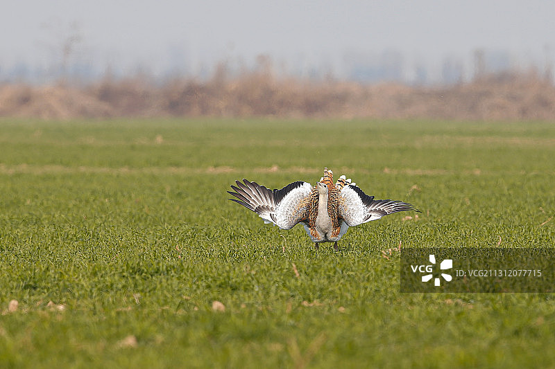 冬天的大鸨，本已少有夸张动作，也可能是运气好吧，我幸运的近距图片素材