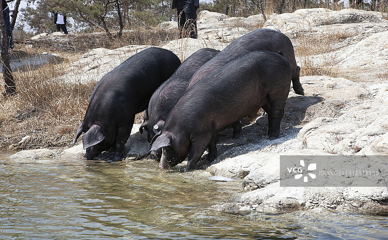 黑猪图片素材