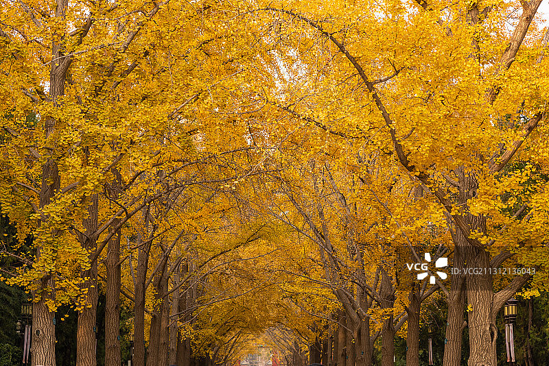 北京地坛公园银杏叶图片素材