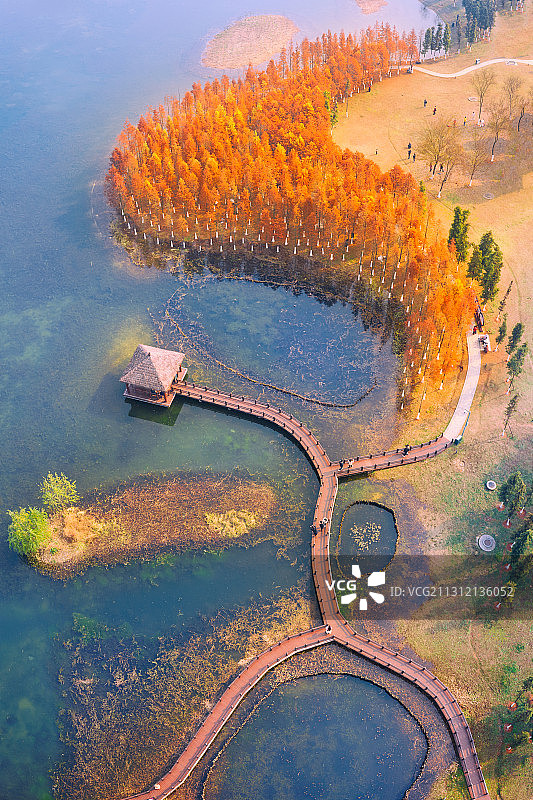 松雅湖网红水杉全景图片素材