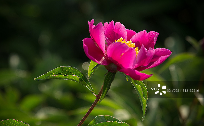 芍药花图片素材
