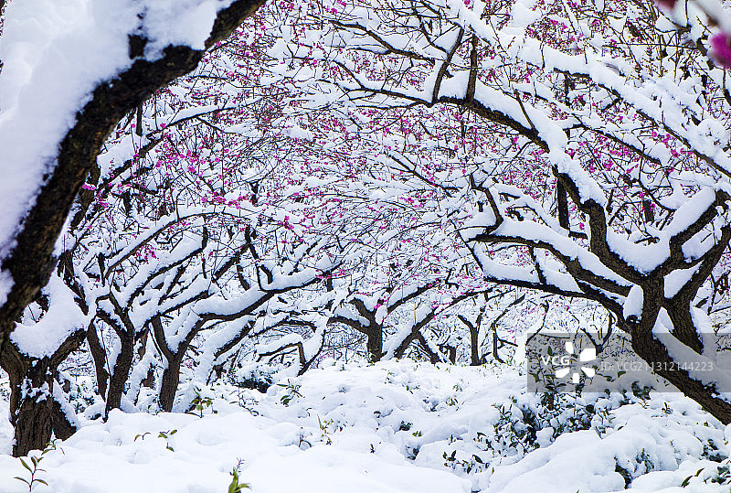 金陵雪图片素材