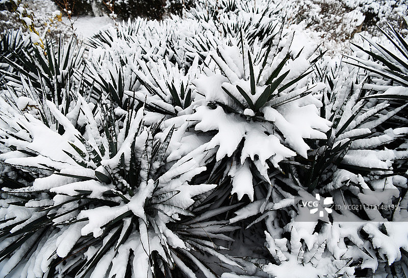 山东枣庄公园内被白雪覆盖的剑麻图片素材