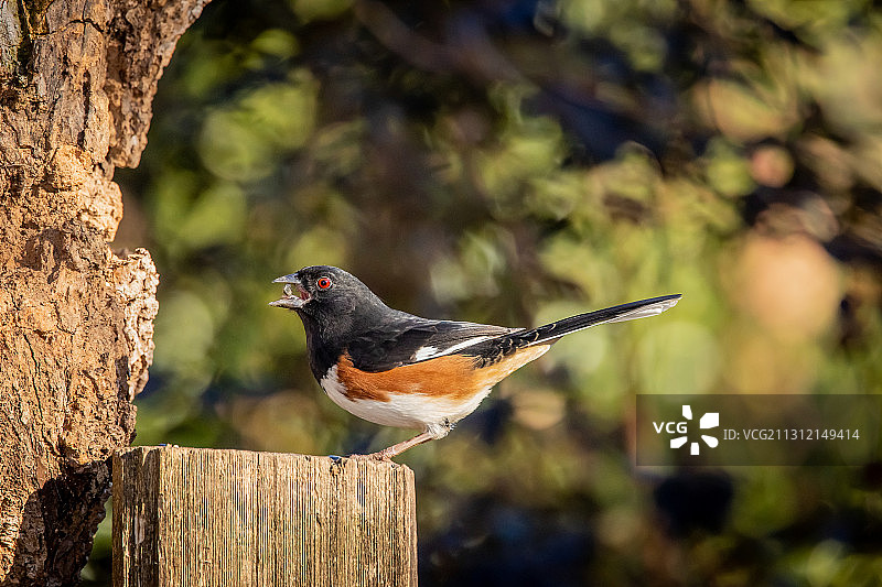 东美鸣鹀图片素材