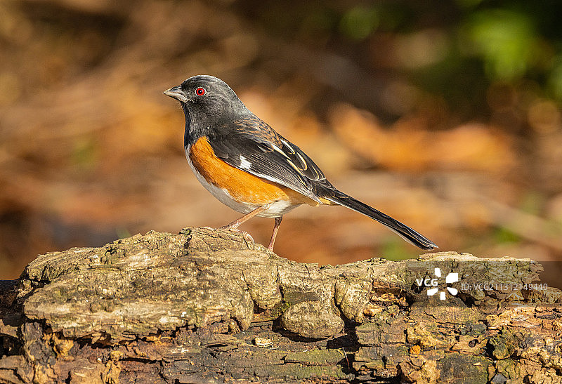东美鸣鹀图片素材