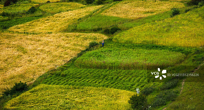 青稞黄了图片素材