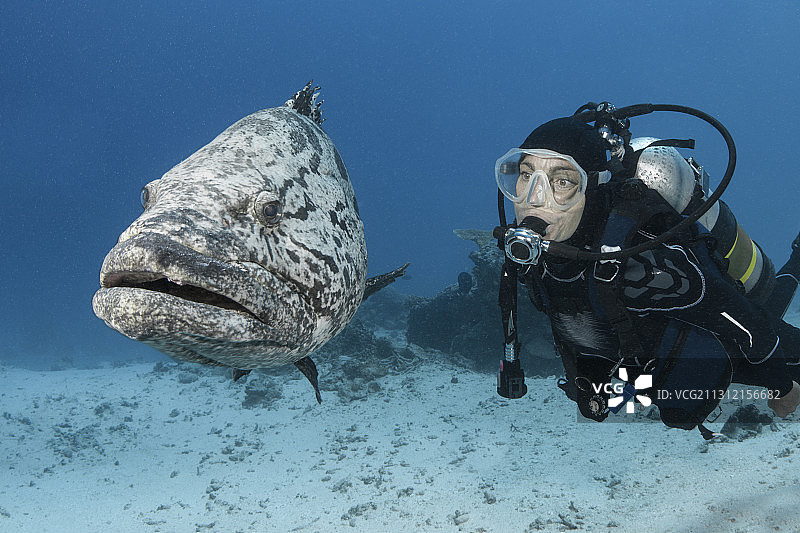 水肺潜水员与土库拉石斑鱼，鳕鱼洞，大堡礁，澳大利亚图片素材