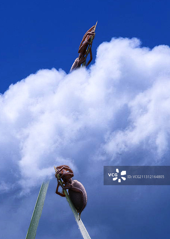 草叶尖端一只棕色昆虫，青云直上的梦想图片素材