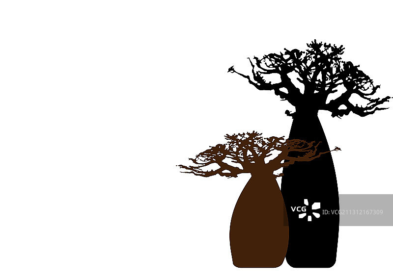 猴面包树背景素材图片素材