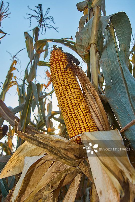 玉米地图片素材