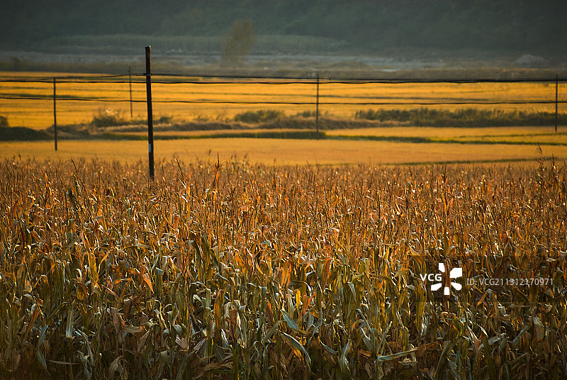 玉米地图片素材