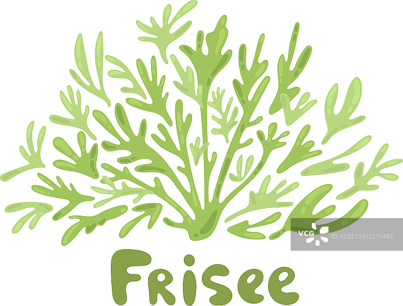 皱叶生菜涂鸦图标卡通图片素材