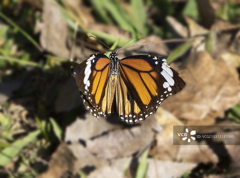 郊外蝴蝶图片素材