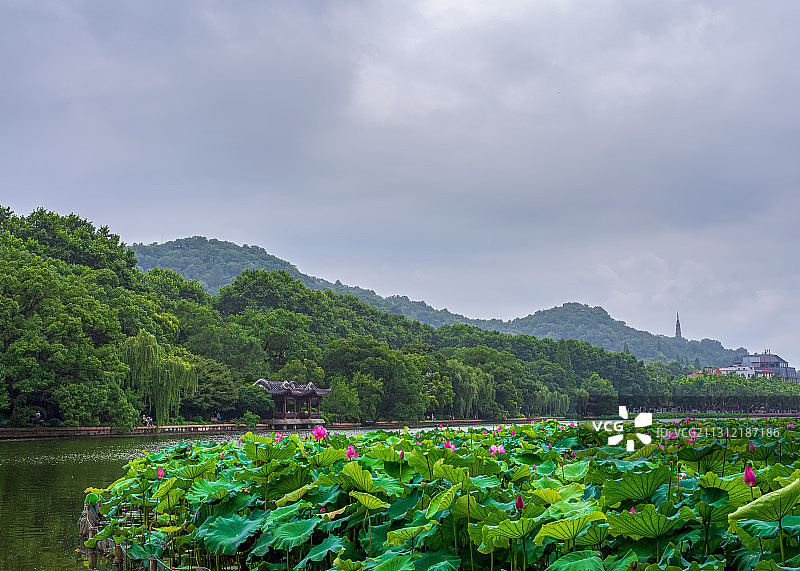 烟雨西湖——荷韵图片素材