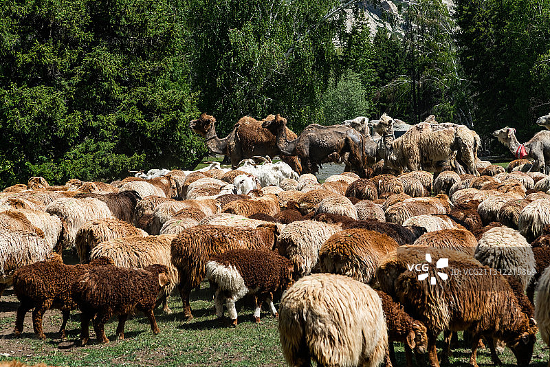 新疆可可托海畜牧区图片素材