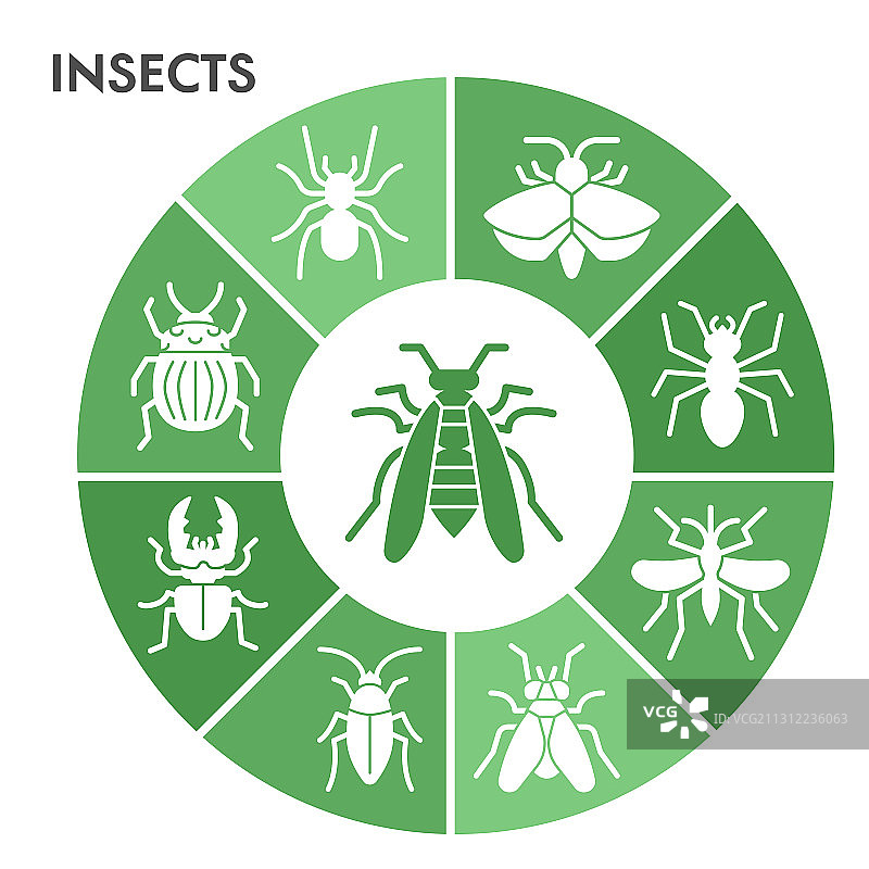 现代昆虫信息图设计模板图片素材