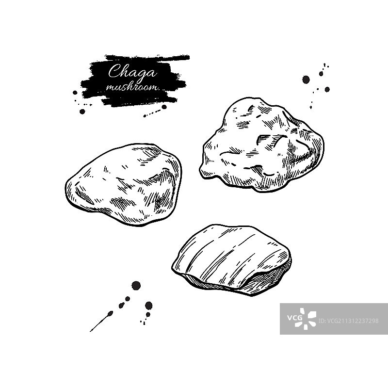 白桦茸蘑菇手绘植物图图片素材