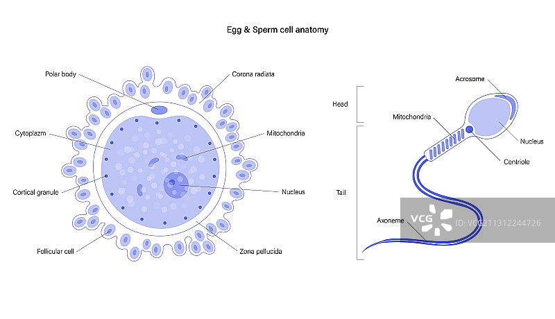 生殖系统概念图片素材