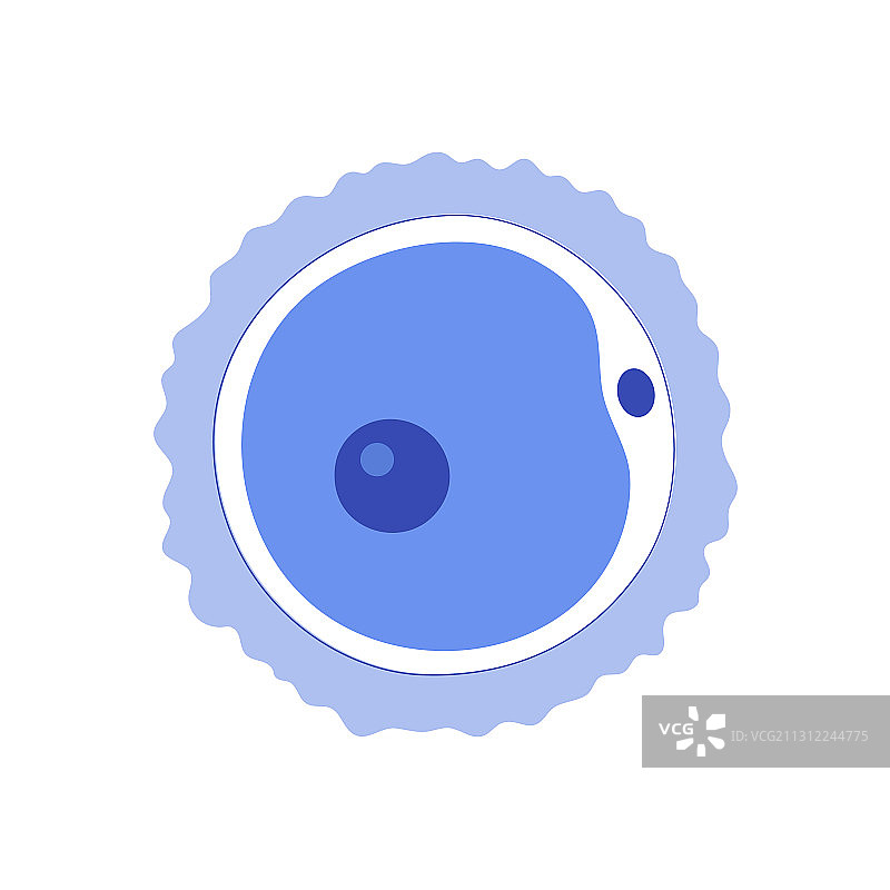 卵细胞解剖图片素材