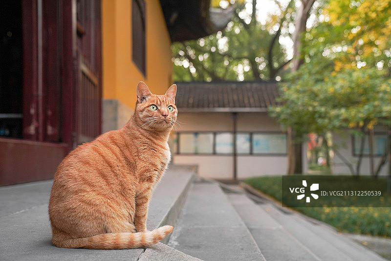 寺内一哥大橘“叮当”图片素材