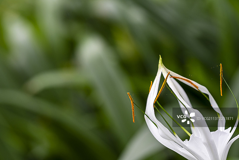 美洲蜘蛛兰图片素材