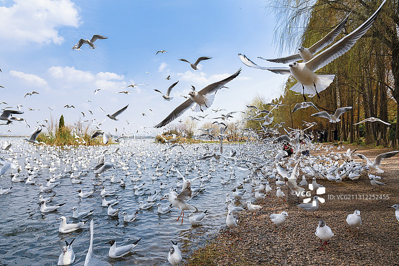 湿地红嘴鸥图片素材