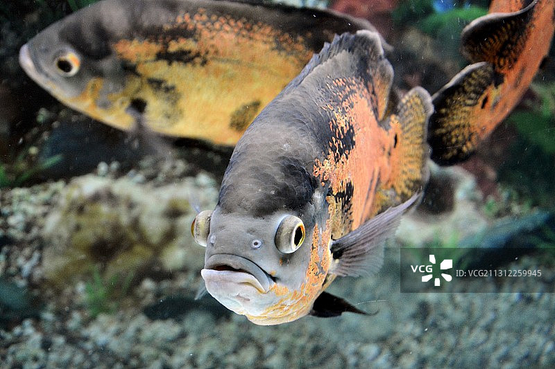 热带鱼图片素材