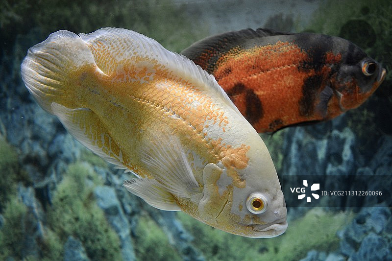水族馆热带鱼图片素材