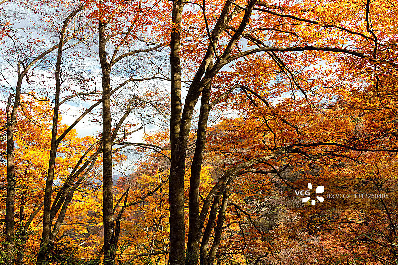 中国红叶第一山，光雾山漫山红遍、层林尽染图片素材
