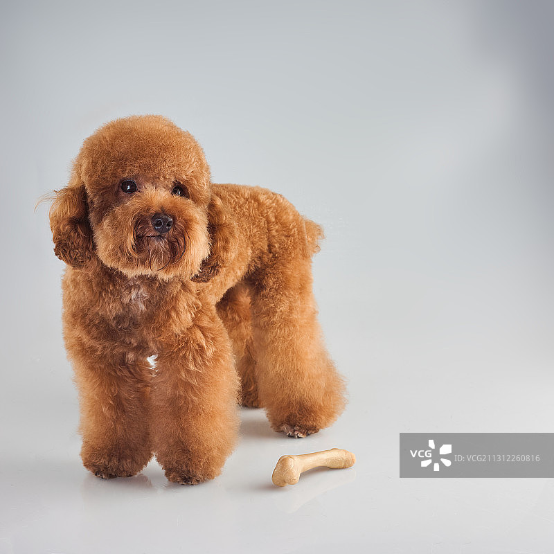 泰迪犬图片素材