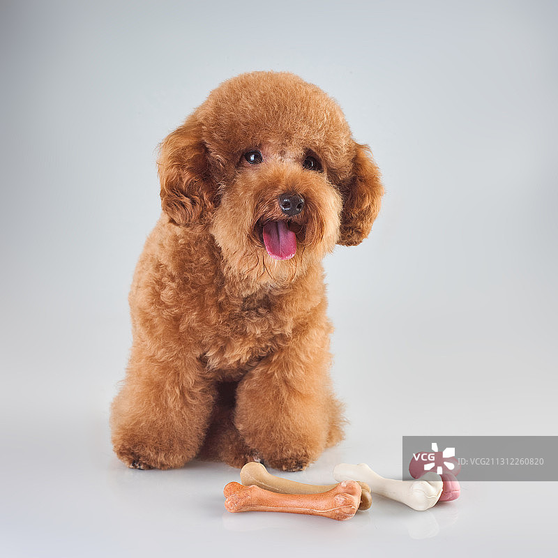 泰迪犬图片素材