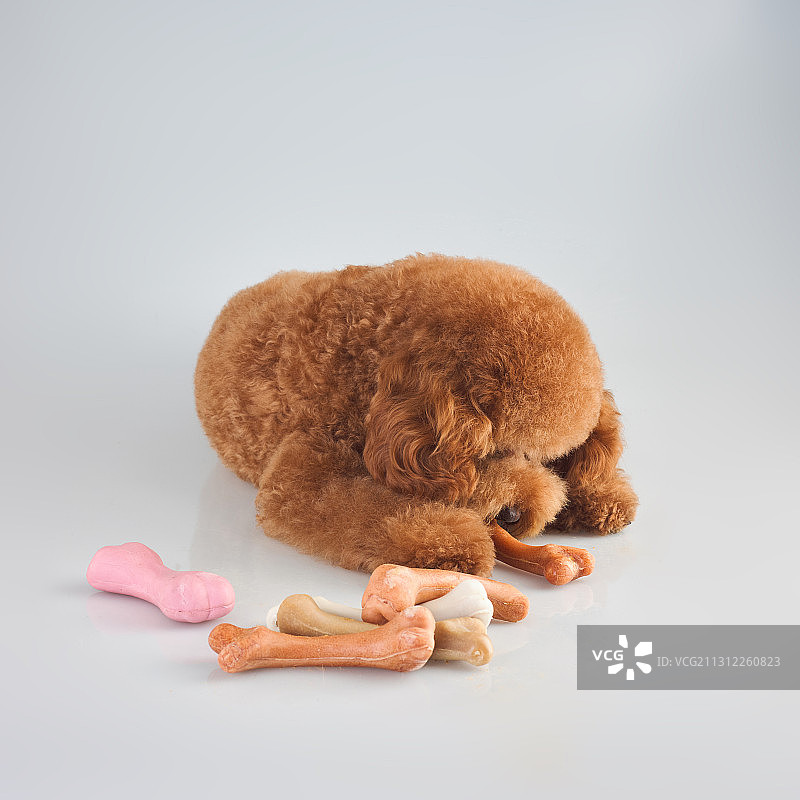 泰迪犬图片素材