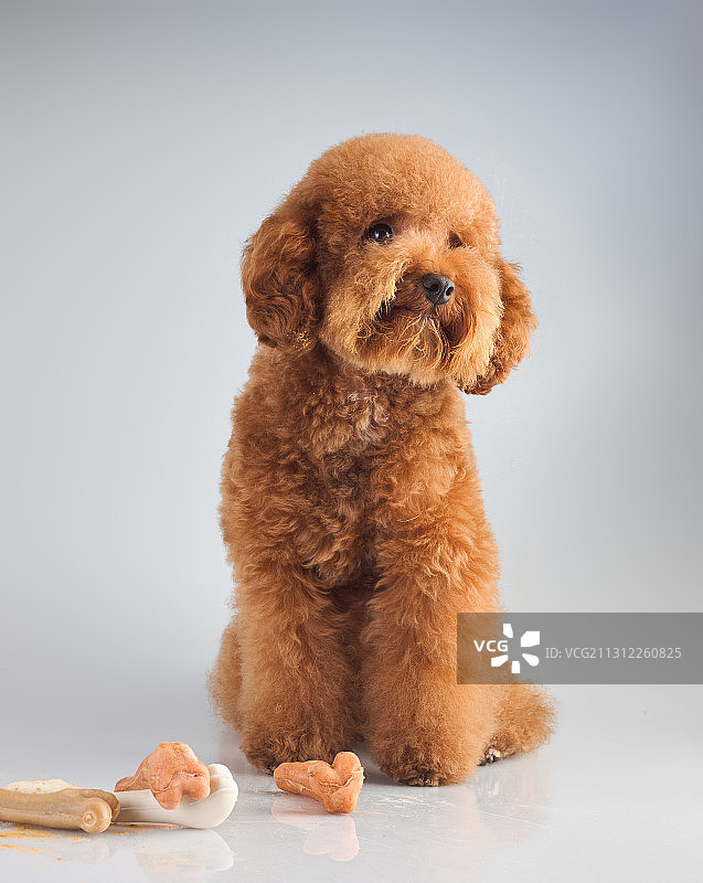 泰迪犬图片素材