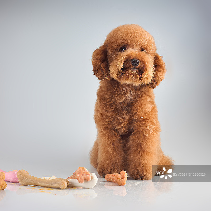 泰迪犬图片素材