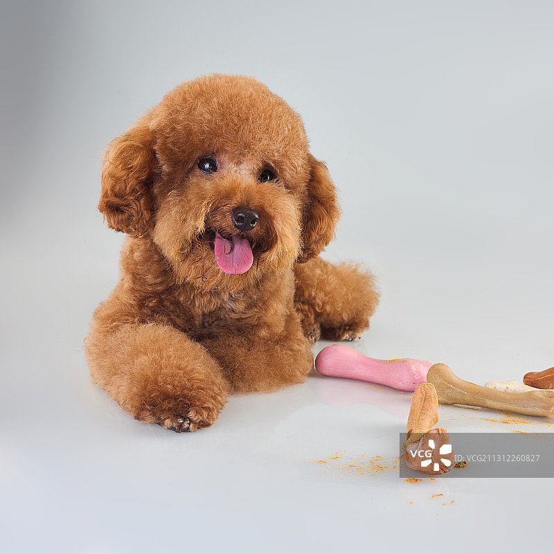 泰迪犬图片素材