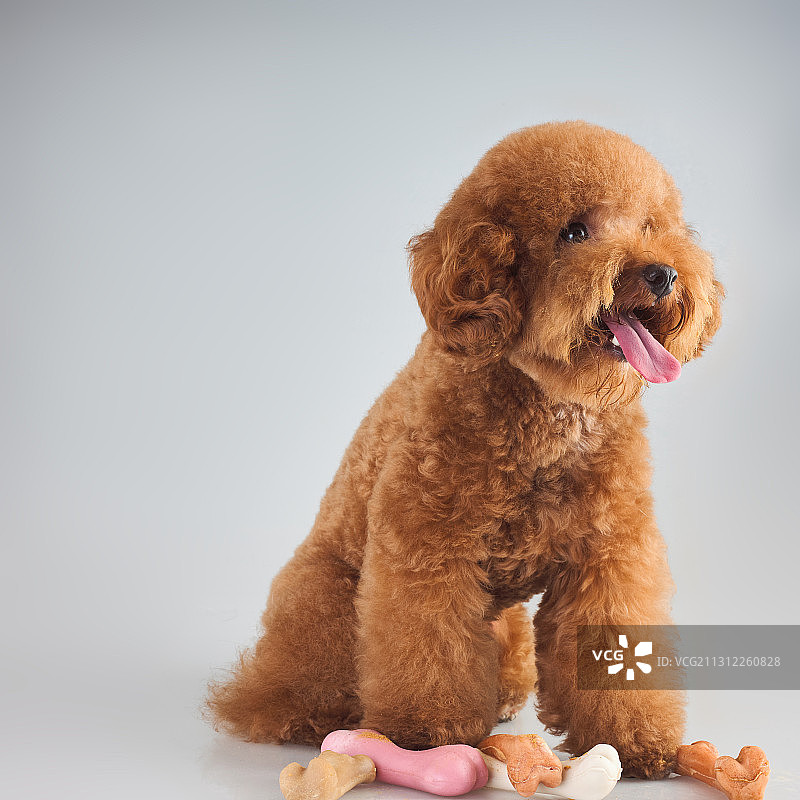 泰迪犬图片素材