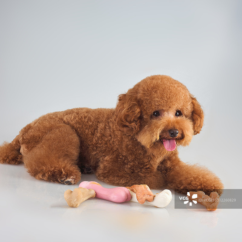 泰迪犬图片素材