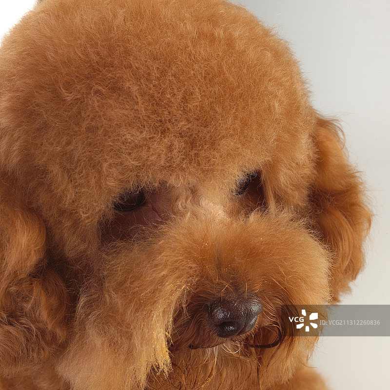 泰迪犬图片素材