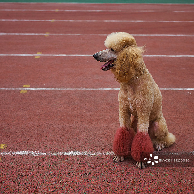 贵宾犬图片素材
