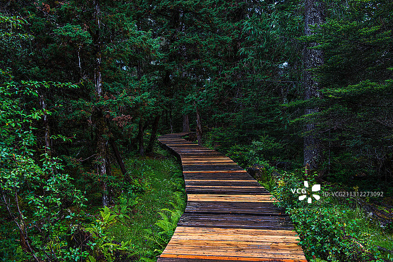 西藏林芝尼洋河南伊沟风光图片素材