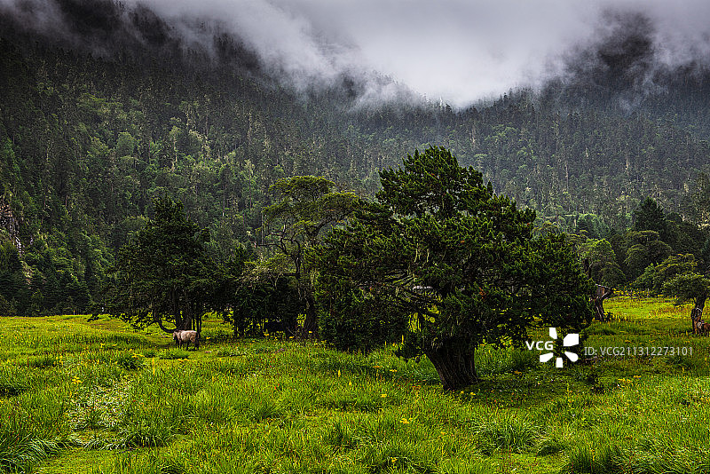 西藏林芝尼洋河南伊沟风光图片素材