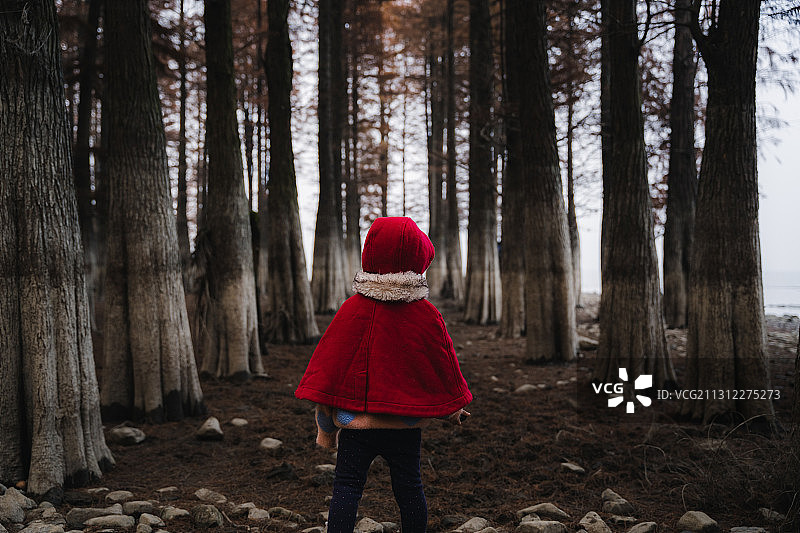 森林里的小红帽图片素材