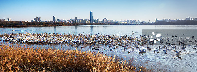 天鹅之城图片素材